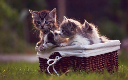 Kittens - animal, basket, cat, kitten