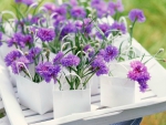 Purple Flowers in Paper Bags