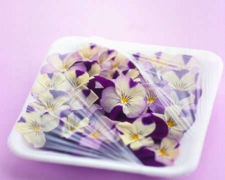 Purple Pansies in Plastic Container - plastic, flowers, Pansies, container