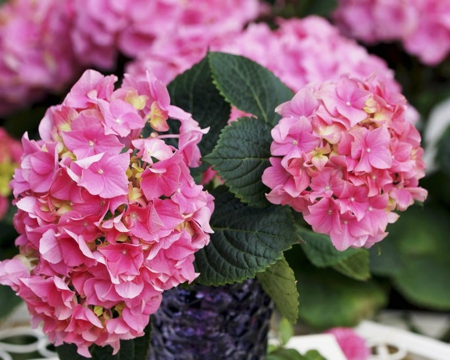 Pink Hydrangeas - flowers, petals, hydrangeas, pink