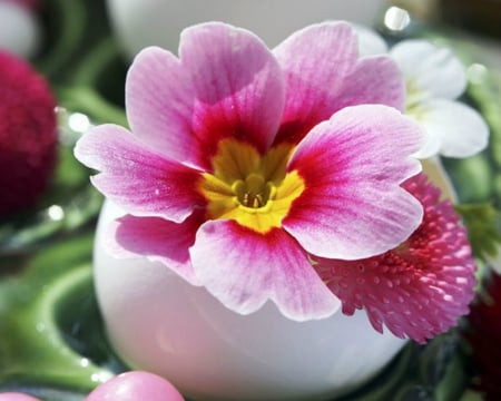 Pink Primula and Bellis Flowers - flowers, bellis, petals, primula