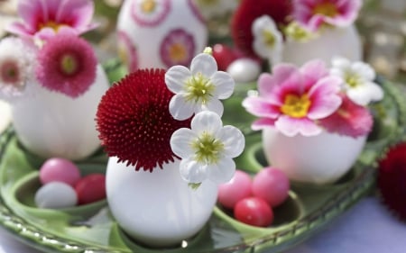 Pink Primula and Bellis Flowers - flowers, vase, primula, bellis