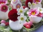 Pink Primula and Bellis Flowers