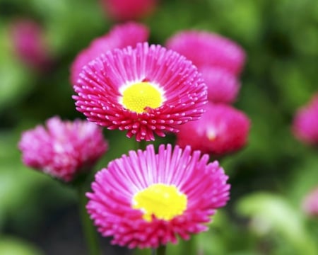 Beautiful Flowers - flowers, petals, pink, bloom