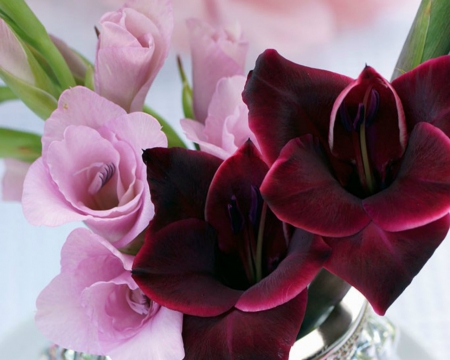 Pink and Crimson Gladioli - bloom, flowers, petals, gladioli