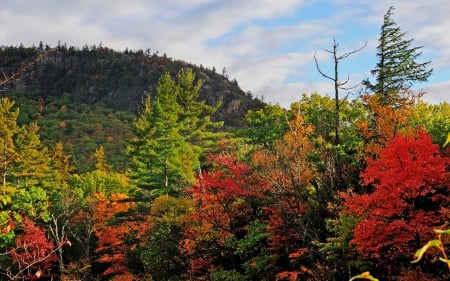 Autumn - forest, trees, mountain, autumn