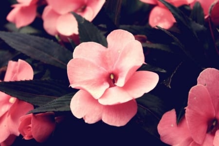 Old beauty - nature, flowers, pink, beautiful