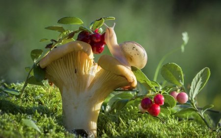 Mushroom - fruits, mushroom, plants, grass