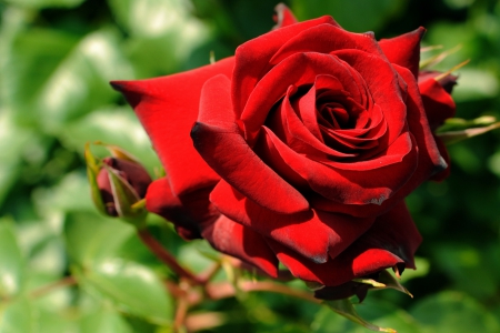 FRIENDSHIP ROSE - rose, for you, friendship, red