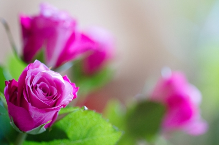 Bright color - roses, bright color, bud, hot pink, petals, bouquet, leaves