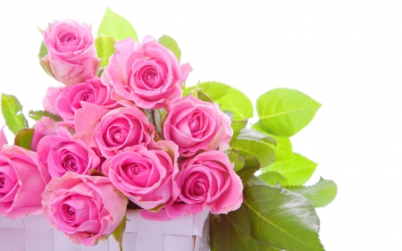 Pink Roses - nature, pink roses, flowers, roses