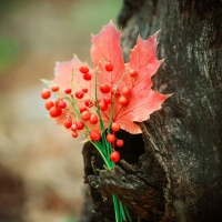 Autumn Leaves and Berries