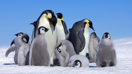 Penguin Family - winter, penguins, animals, snow