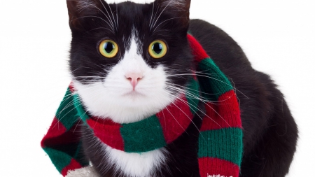 Christmas Scarf