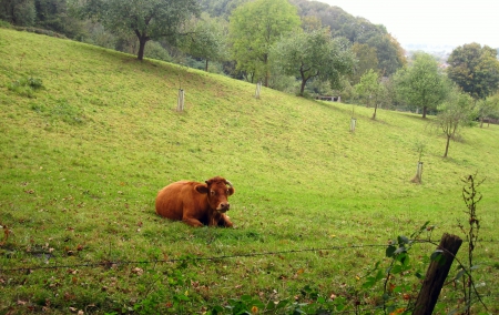 Alone - fields, cow, trees, photography, animals, field, nature, view, cows, animal, tree