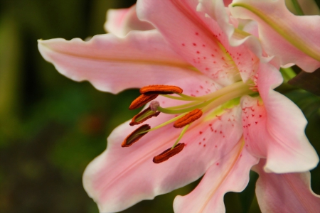 Pink Flower - one, great, flower, pink