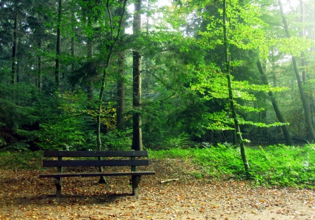 Chill - abstract, trees, nature, green, photography, forest, tree