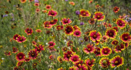 Wild Flowers - flowers, beautiful, wild, nature