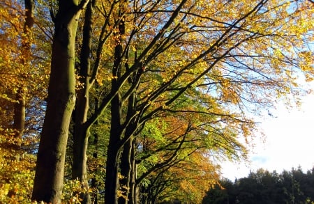 Autumn - leafs, trees, nature, autumn, photography, tree