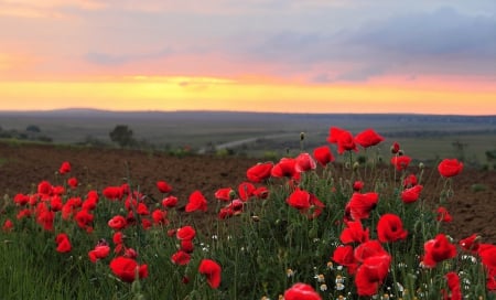 Sunset - flowers, fields, nature, sunset