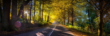 Portal - morning view, trees, beautiful, autumn, sunbeams, panorama, road, leaves