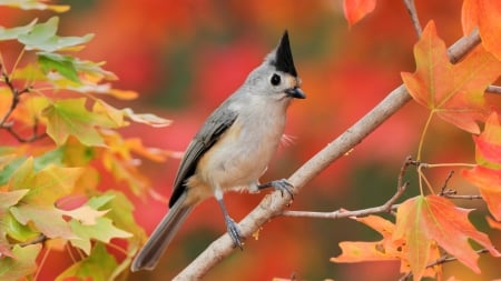 Falls Black Tufted Titmouse - autumn, fall, orange, leaves, tree, bird