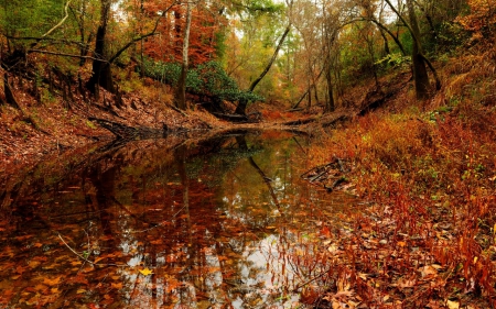 Fall Leaves - fall leaves, nature, park, autumn