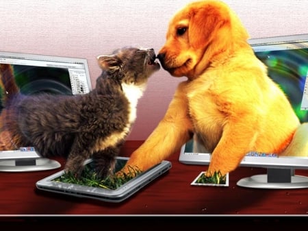 cute on-line friends - cats, animals, kitten, friends, puppy