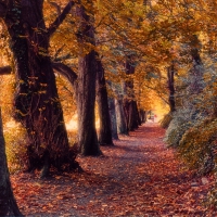 St Anne's Park In Autumn, Dublin