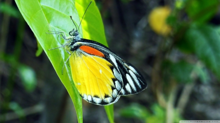 beauty of nature - butterfly, yellow, leaf, green