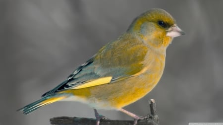 european greenfinch - greenfinch, bird, european, yellow