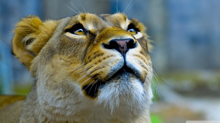 lioness - face, cat, feline, lioness