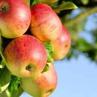 apple tree