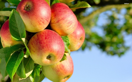 apple tree - gree, leaf, apple, tree