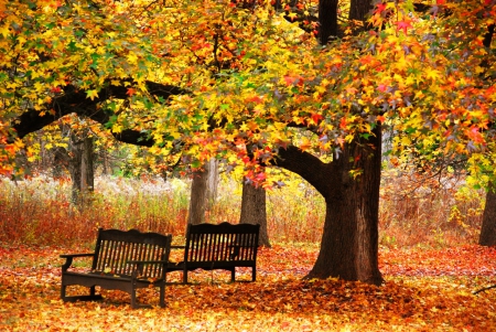 Autumn foliage - beautiful, lovely, walk, rest, leaves, tree, fall, colorful, nature, autumn, serenity, bench, foliage, park