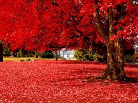 Autumn park - autumn, trees, park, colorful, lovely, foliage, serenity, nature, fall, red, beautiful, leaves