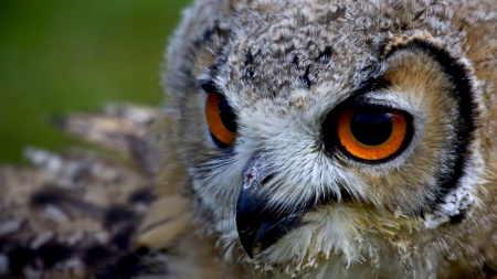 CUTE OWL - face, predator, beak, owl, bird