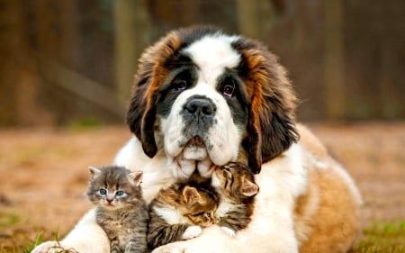 CARING STEP MOTHER - DOG, KITTENS, CARE, ANIMALS