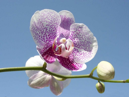 orchid - white, purple, flower, orchid