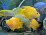 blood parrot cichlid