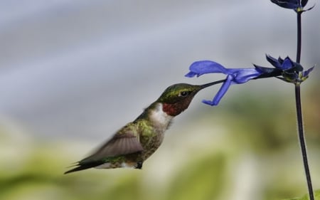 Hummingbird and Flowers - bird, flowers, animal, hummingbird