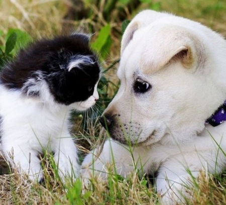 Two Friends - kitten, friends, puppies, puppy, animals, kitty