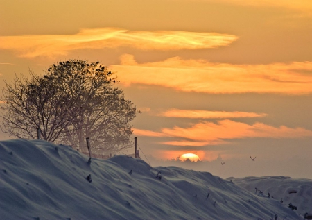 Winter Wonderland - sky, trees, clouds, snow, sun, winter, birds