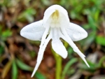 ANGEL ORCHID