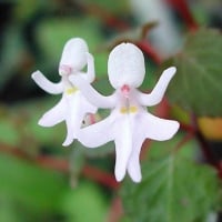 DANCING GIRLS ORCHIDS