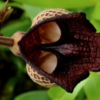 DARTH VADER ORCHID