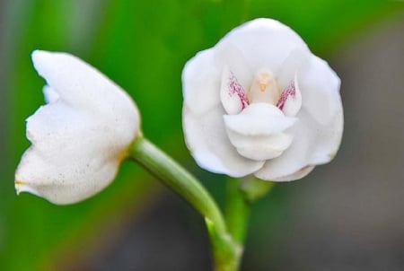 DOVE ORCHID - dove, orchid, flower, nature