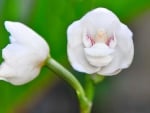 DOVE ORCHID