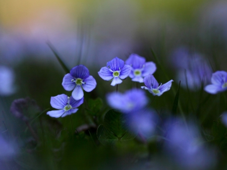 Flowers - flowers, beautiful, nature, blue