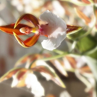 BALLERINA ORCHID